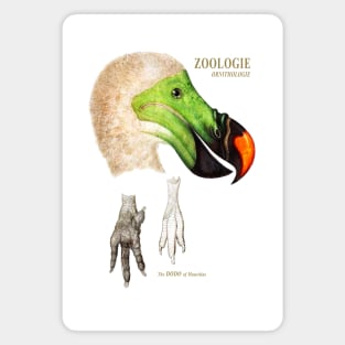 The Dodo of Mauritius - Zoological Drawing Magnet